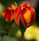 (c) Angelika-Wolter / www.pixelio.de
